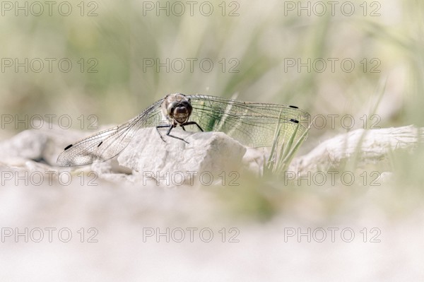 Dragonfly (Odonata), sitting frontally on a stone with spread wings, close-up, Rhauderfehn, Lower Saxony, Germany