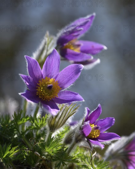 Pasque flower (Pulsatilla vulgaris), close-up of blooming violet flowers against the light, Dortmund, North Rhine-Westphalia, Germany
