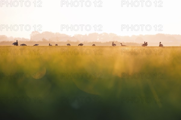 Wild geese (Anser), standing in a row in a field in warm sunset light with blurred green foreground, Horumersie, Lower Saxony, Germany