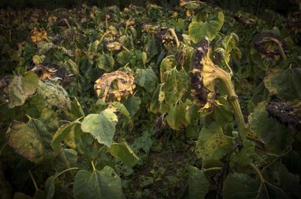 Sunflower field, dried up, empty blossoms of a sunflower (Helianthus annuus), symbolic image climate change, Stuttgart, Baden-Württemberg, Germany