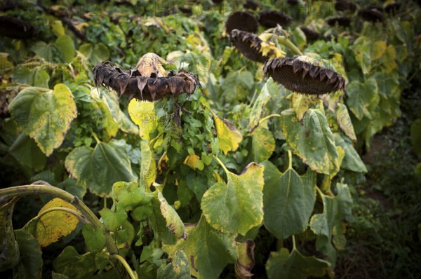 Sunflower field, dried up, empty blossoms of a sunflower (Helianthus annuus), symbolic image climate change, Stuttgart, Baden-Württemberg, Germany