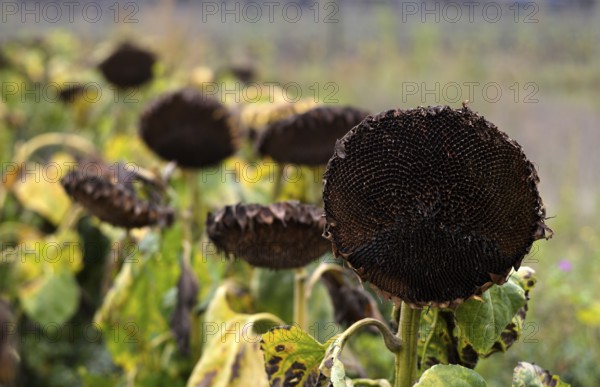 Sunflower field, dried up, empty blossoms of a sunflower (Helianthus annuus), symbolic image climate change, Stuttgart, Baden-Württemberg, Germany