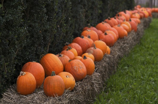 Halloween pumpkins, ornamental pumpkins, pumpkin, gourds, lying in front of a stall, Stuttgart, Baden-Württemberg, Germany