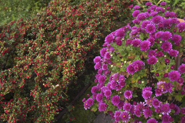 Chrysanthemums (Chrysanthema), behind them broad loquat (Cotoneaster divaricatus), flowering in the garden, Stuttgart, Baden-Württemberg, Germany