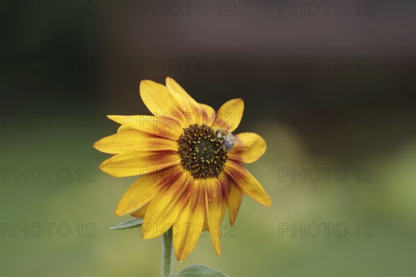 Sunflower (Helianthus annuus), Field bumblebee (Bombus pascuorum), Blossom, Nectar, Garden, Autumn, Pretty blossom of a small sunflower
