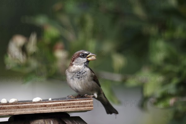 House sparrow (Passer domesticus), male, bird feeder, autumn, garden, The sparrow with a nut in its beak