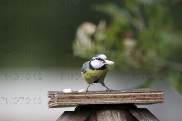 Blue tit (Cyanistes caeruleus), close-up, bird feeder, garden, autumn, A tit with a nut in its beak