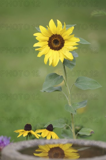 Sunflower (Helianthus annuus), flower, yellow, garden, reflection, autumn, pretty, The blossom of the sunflower is reflected in the water of a bird bath