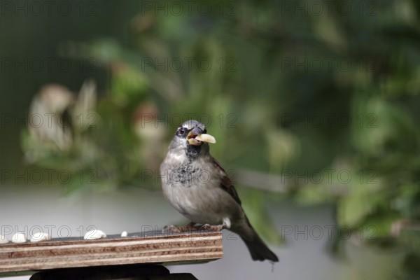 House sparrow (Passer domesticus), male, bird feeder, autumn, garden, The sparrow with a nut in its beak
