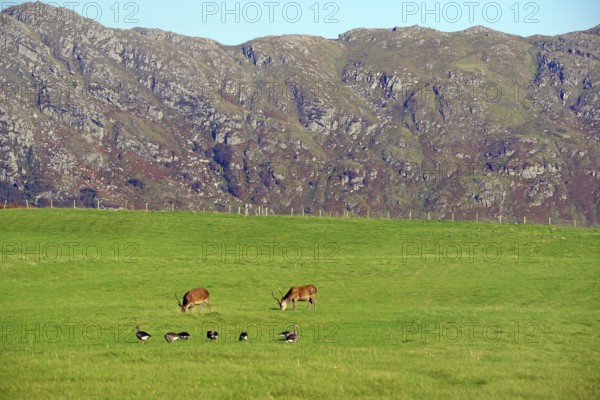 Deer and geese in a green meadow against a rocky mountain backdrop, Morar, Scotland, Great Britain