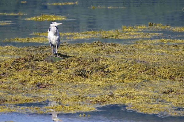 Grey heron standing in the water surrounded by algae on the loch, Loch Eil, Scotland, Great Britain