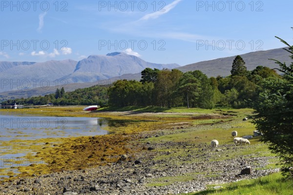 Sheep grazing on a shore with picturesque mountain scenery in the background, view of Ben Nevis, Loch Eil, Scotland, Great Britain