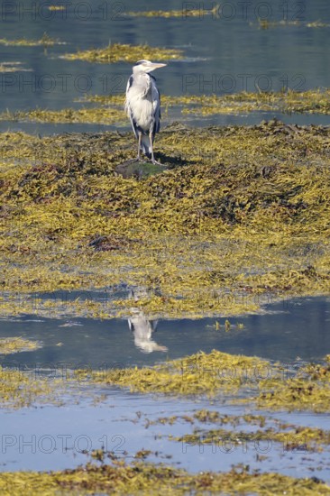 A heron stands on the shore of an algae-covered body of water and is reflected in the clear water, Loch Eil, Scotland, Great Britain