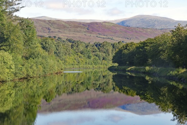 Calm river surrounded by forest with reflections of the wooded hills, heather blossom, Caledonian Canal, Fort William, Scotland, United Kingdom