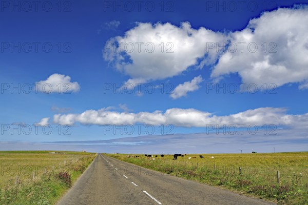 Endless road under a sky full of clouds, surrounded by fields with cows, Orkney Islands, Westray, Scotland, United Kingdom