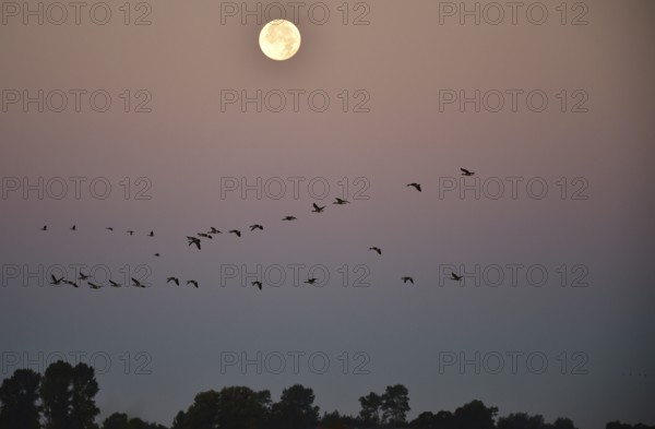 Greylag geese (Anser anser) fly past the full moon at sunrise, Darss peninsula, Mecklenburg-Western Pomerania, Germany