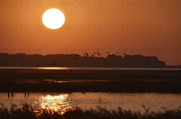 Greylag geese (Anser anser) flying at sunrise, Darss peninsula, Mecklenburg-Western Pomerania, Germany