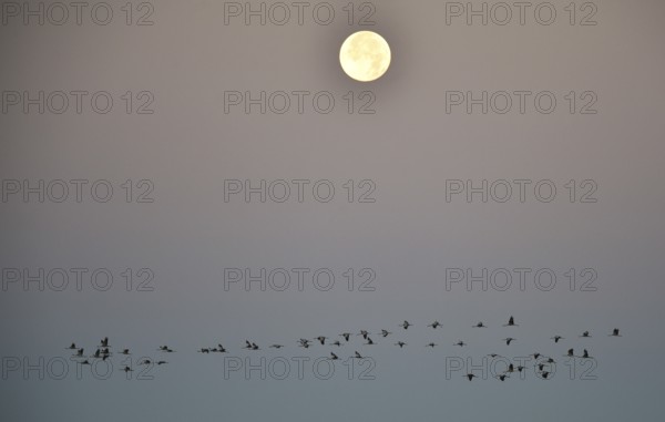 Cranes, (Grus grus) fly past the full moon at sunrise, Darss Peninsula, Mecklenburg-Western Pomerania, Germany