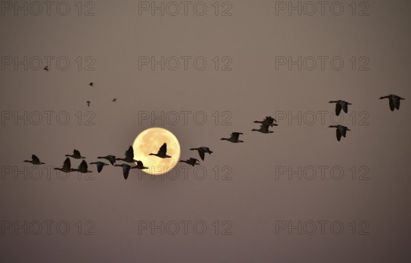 Greylag geese (Anser anser) fly past the full moon at sunrise, Darss peninsula, Mecklenburg-Western Pomerania, Germany