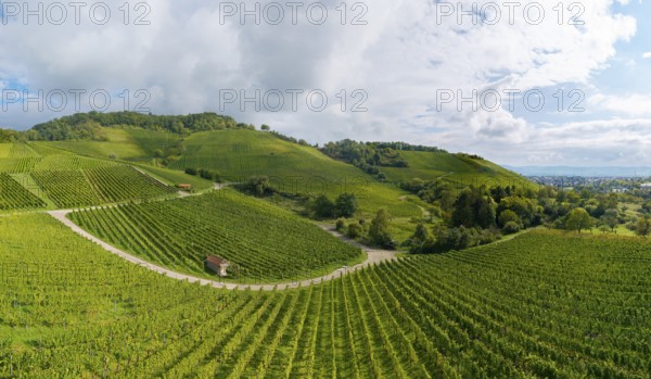 Green vineyards and rolling hills under a cloudy sky, Winterhalde area, Korber Kopf, near the municipality of Korb im Remstal, Baden-Württemberg, Germany