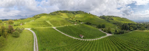 Sunny vineyards with green hills and winding paths, Winterhalde area, Korber Kopf, near the municipality of Korb im Remstal, Baden-Württemberg, Germany