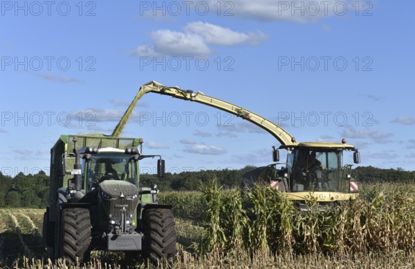Forage harvester and tractor harvesting maize, Schleswig-Holstein, Germany