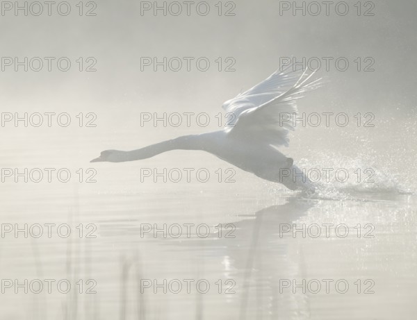 Mute swan (Cygnus olor) takes off to fly on a lake, fog clouds over the water, Lower Saxony, Germany