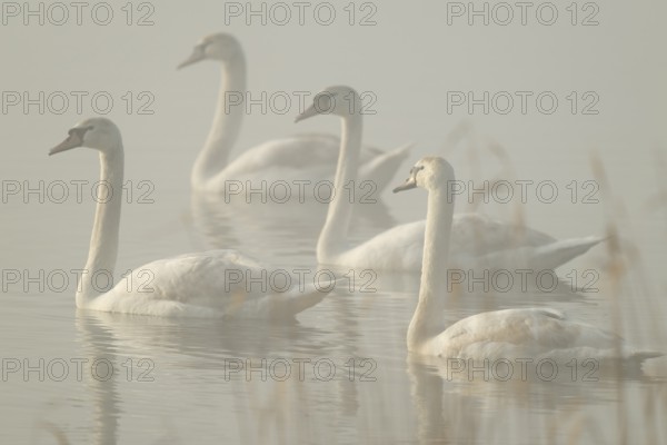 Mute swan (Cygnus olor) Swans swimming in fog on a lake, Lower Saxony, Germany
