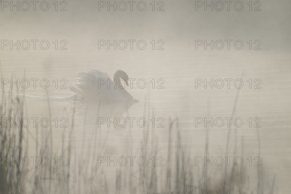 Mute swan (Cygnus olor) swimming in an imposing posture on a lake, foggy swathes, Lower Saxony, Germany