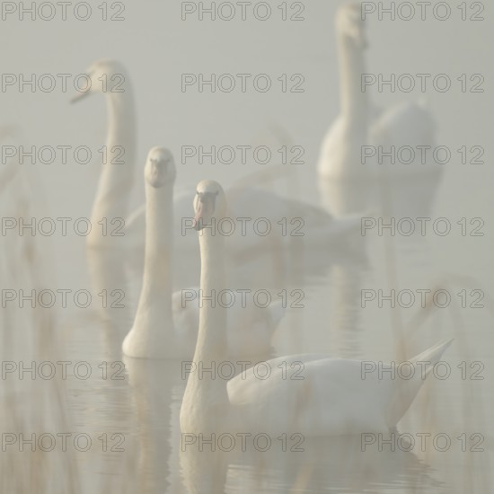 Mute swan (Cygnus olor) Swans swimming in fog on a lake, Lower Saxony, Germany