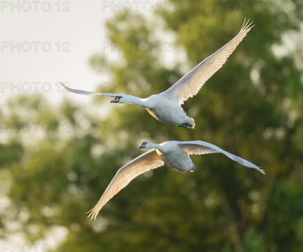 Mute swan (Cygnus olor), two swans in flight, Lower Saxony, Germany