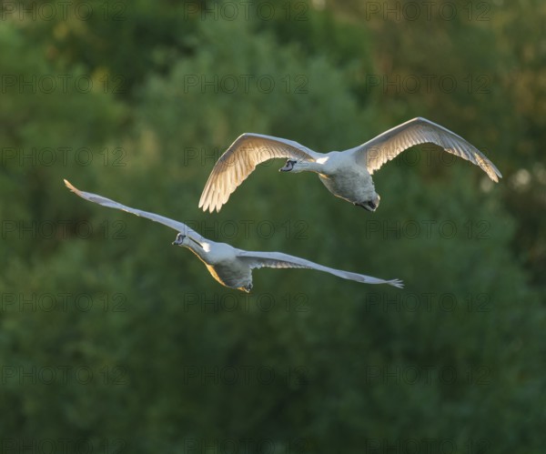 Mute swan (Cygnus olor), two swans in flight, Lower Saxony, Germany