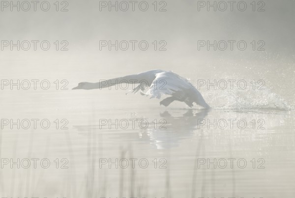 Mute swan (Cygnus olor) takes off to fly on a lake, fog clouds over the water, Lower Saxony, Germany