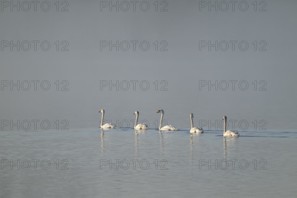 Mute swan (Cygnus olor) five swans swimming on a lake, behind fog, Lower Saxony, Germany