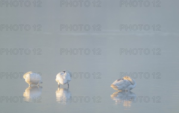 Mute swan (Cygnus olor) three swans resting in the morning sun in the shallows of a body of water, Lower Saxony, Germany