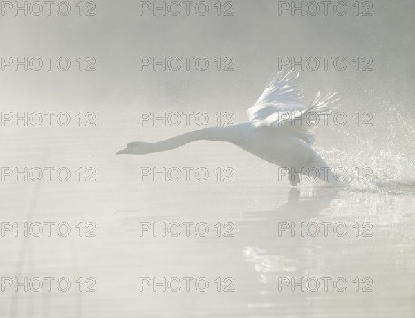 Mute swan (Cygnus olor) takes off to fly on a lake, fog clouds over the water, Lower Saxony, Germany