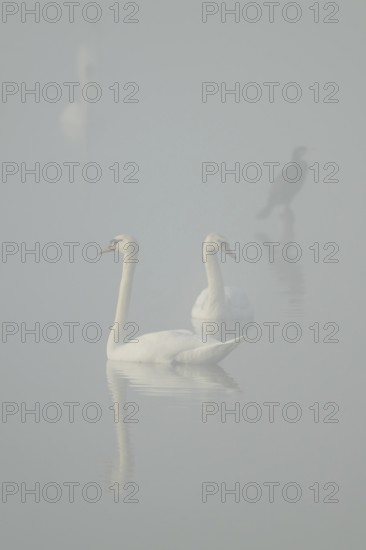 Mute swan (Cygnus olor) Swans swimming in fog on a lake, Lower Saxony, Germany