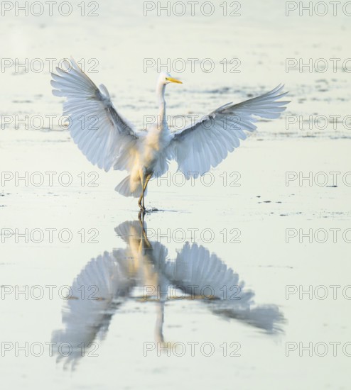 Great White Egret (Ardea alba) with outstretched wings approaching the shallow water zone in a wetland, Lower Saxony, Germany