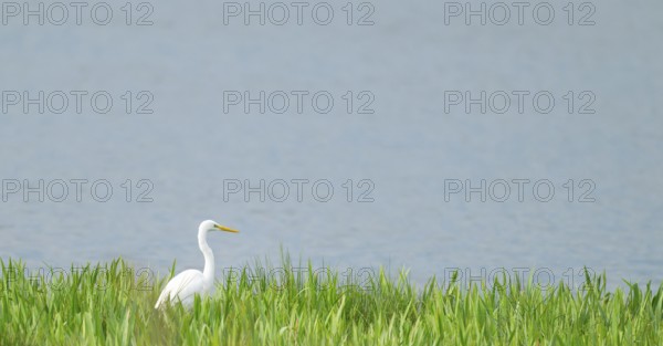 Great White Egret (Ardea alba) foraging in a wetland, water surface and green wet meadow, Lower Saxony, Germany