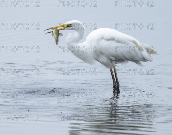 Great White Egret (Ardea alba) standing in the shallow water zone of a wetland with a fish in its beak, Lower Saxony, Germany