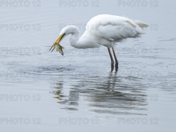 Great White Egret (Ardea alba) standing in the shallow water zone of a wetland with a fish in its beak, Lower Saxony, Germany