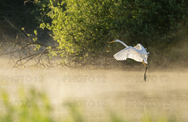 Great White Egret (Ardea alba) in flight over an area of water in a wetland, fog, Lower Saxony, Germany