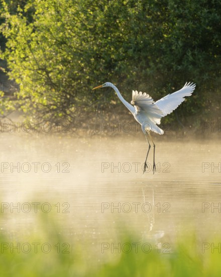 Great White Egret (Ardea alba) in flight over an area of water in a wetland, fog, Lower Saxony, Germany