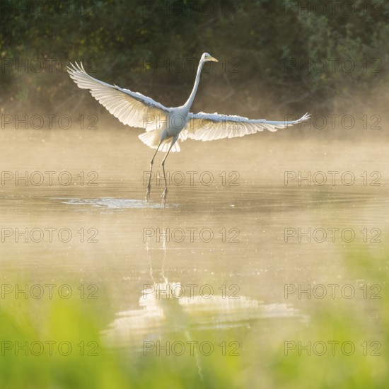 Great White Egret (Ardea alba) in flight over an area of water in a wetland, fog, Lower Saxony, Germany