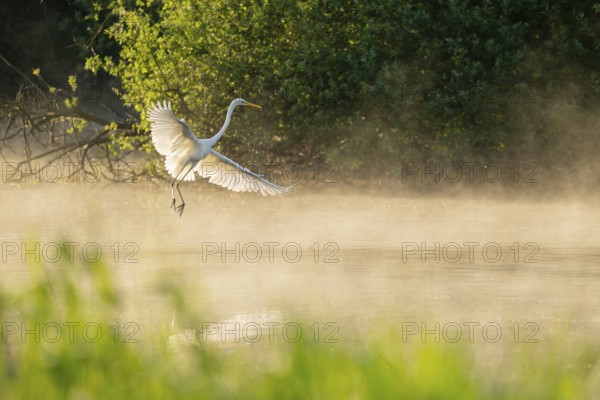 Great White Egret (Ardea alba) in flight over an area of water in a wetland, fog, Lower Saxony, Germany