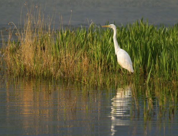 Great White Egret (Ardea alba) foraging in a wetland, water surface and green wet meadow, Lower Saxony, Germany