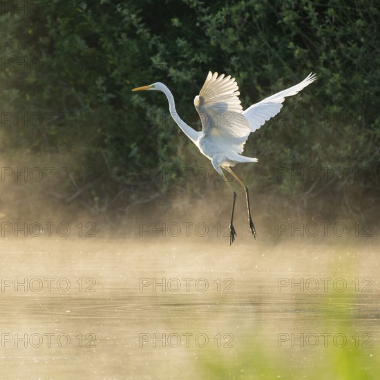 Great White Egret (Ardea alba) in flight over an area of water in a wetland, fog, Lower Saxony, Germany