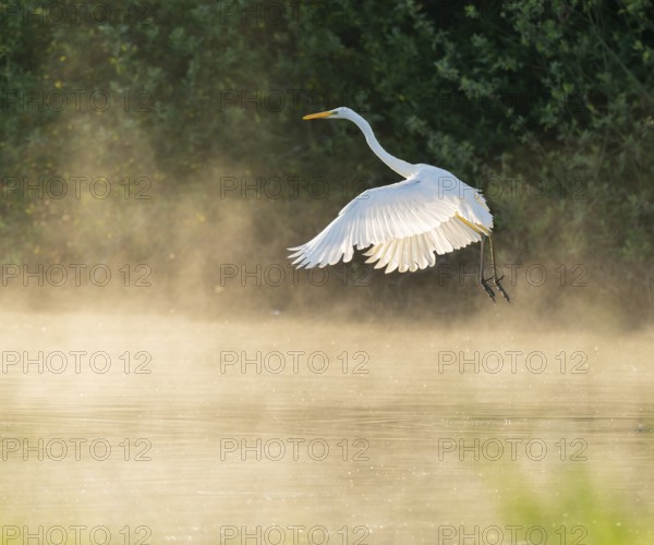 Great White Egret (Ardea alba) in flight over an area of water in a wetland, fog, Lower Saxony, Germany
