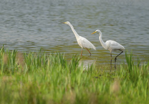 Great White Egret (Ardea alba), two birds foraging in a wetland, water surface and green wet meadow, Lower Saxony, Germany