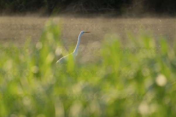 Great White Egret (Ardea alba) foraging in a wetland, green wet meadow, Lower Saxony, Germany